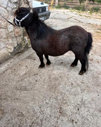 Mini pony