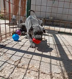 Cane Corso cuccioli selezionati