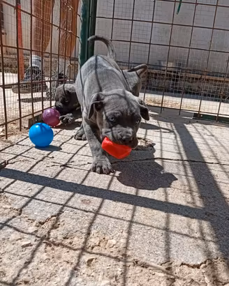 Cane Corso cuccioli selezionati