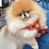 Spitz di Pomerania maschio