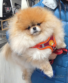 Spitz di Pomerania maschio