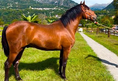 Cavallo Andaluso