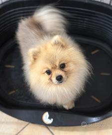 Spitz di Pomerania