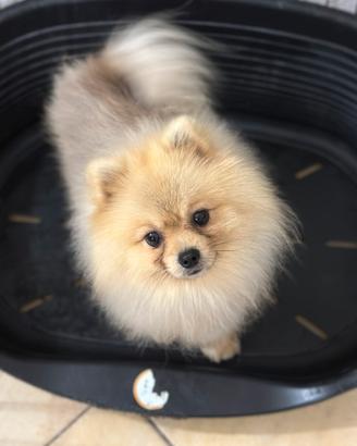 Spitz di Pomerania