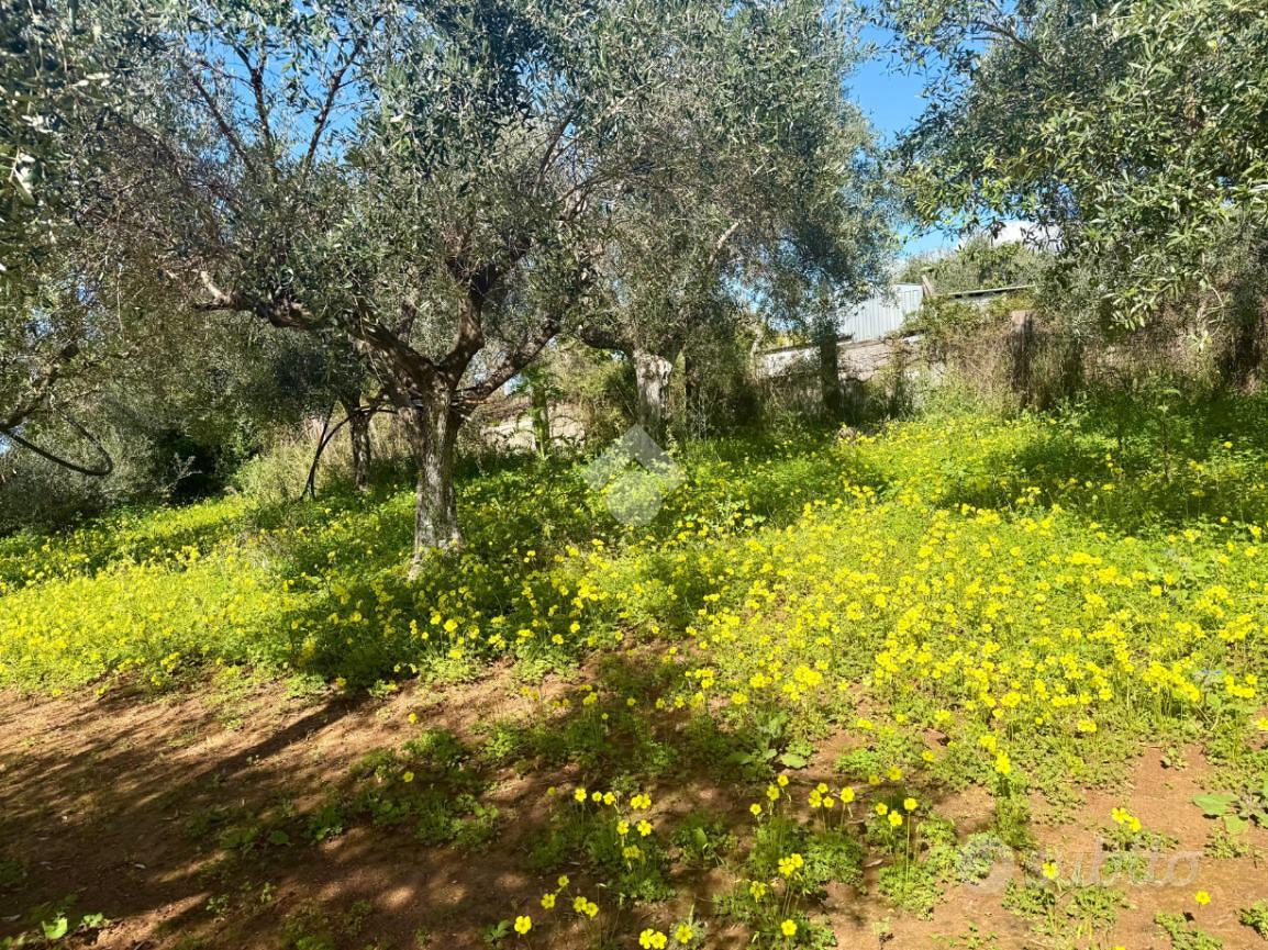 TER. AGRICOLO A SANTA MARIA DEL CEDRO - Vista 5