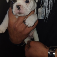 Bulldog francese