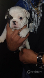 Bulldog francese