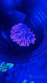 Anemone quadricilor 13 cm
