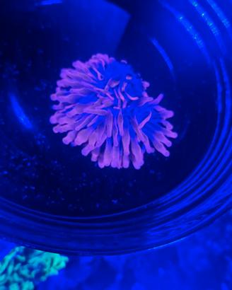 Anemone quadricilor 13 cm