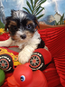 taglia-piccola-cuccioli-yorkshire-biewer-terrier