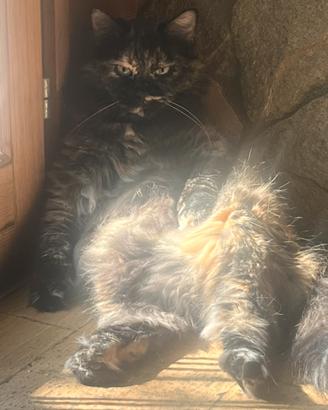 Gatte grasse