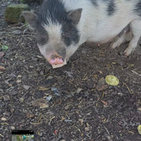 Maialino wiettnamita