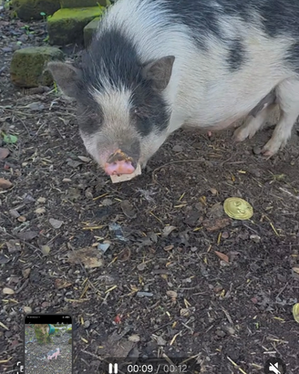 Maialino wiettnamita