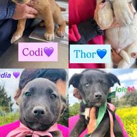 Cucciolo adotta meticcio doppio vaccino