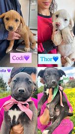 Cucciolo adotta meticcio doppio vaccino