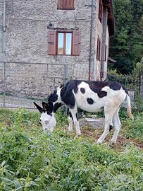 Asino maschio che monta cavalle/sella