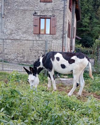 Asino maschio che monta cavalle/sella