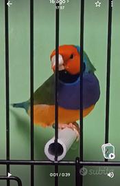 diamanti del Gould 