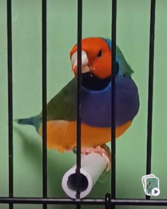 diamanti del Gould 
