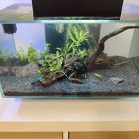 Askoll fluval edge 23 litri
