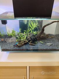 Askoll fluval edge 23 litri