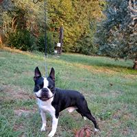 Vendita boston terrier