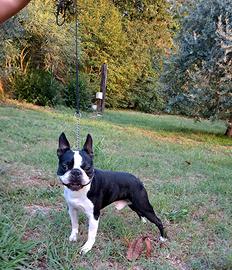 Vendita boston terrier