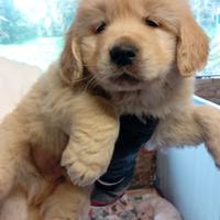 Cucciolo.golden retriever