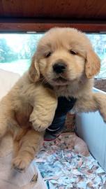 Cucciolo.golden retriever