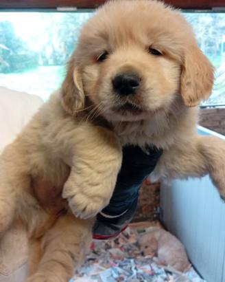 Cucciolo.golden retriever