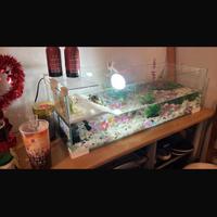 Acquario per tartarughe