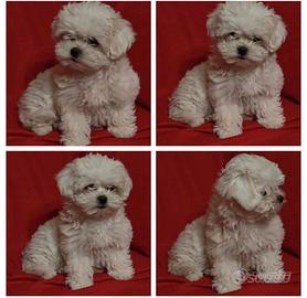 Maltese toy femminucce