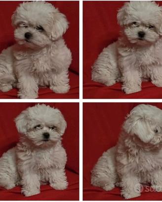 Maltese toy femminucce
