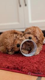 2 barboncini, maschietto e femminuccia