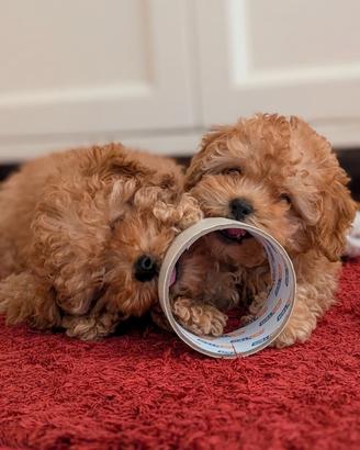 2 barboncini, maschietto e femminuccia