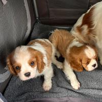 Cavalier king cuccioli ultimi rimasti
