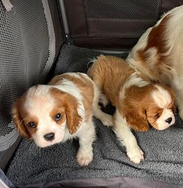 Cavalier king cuccioli ultimi rimasti