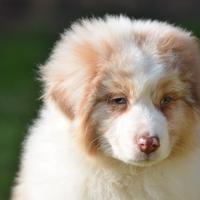 Pastore australiano maschio cucciolo