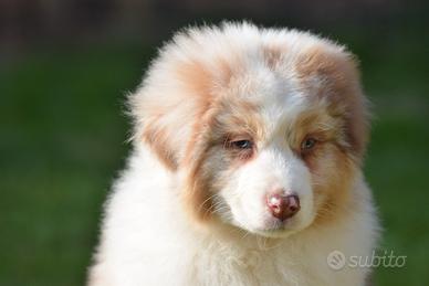 Pastore australiano maschio cucciolo