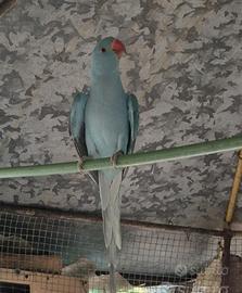 pappagalli 