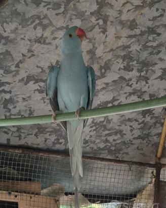 pappagalli 