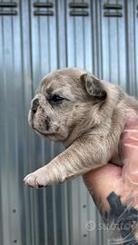 Bulldog francese
