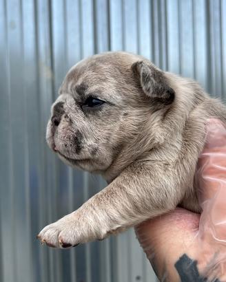 Bulldog francese