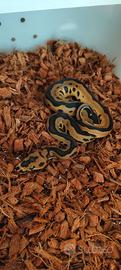 Leopard Clown het piebald Pitone reale 