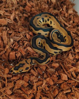 Leopard Clown het piebald Pitone reale 
