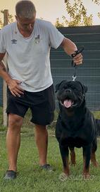 Rottweiler
