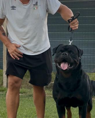 Rottweiler