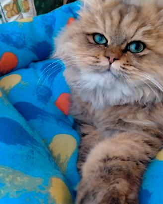 Persiano cincillà