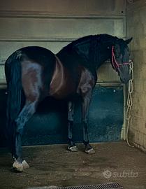 Cavallo P.R.E. manto negro Documento Ancce