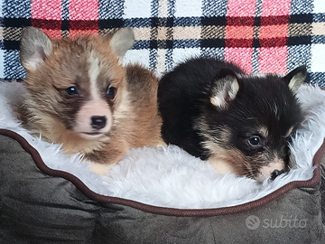 Welsh Corgi Pembroke con pedigree Enci